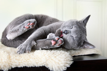 Katzenwäsche