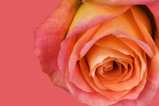 Beautiful Pink, Orange and Yellow Rose on a Textured Background
