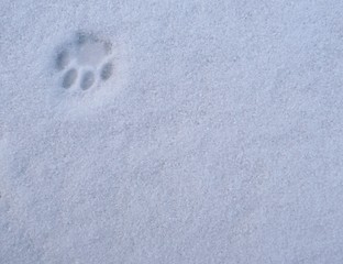 Cat paw print on snow