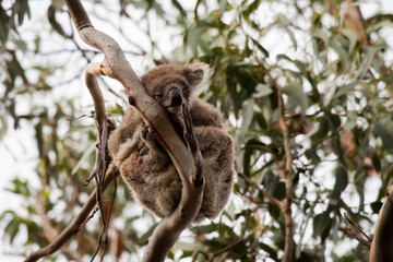 Fototapeta premium Wild life in Australia