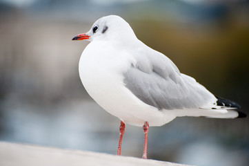 Fototapeta premium Seagull in Paris