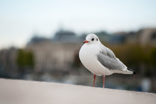 Seagull in Paris