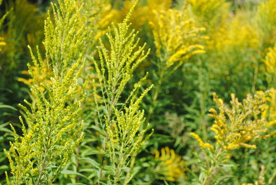 Goldrute  Solidago