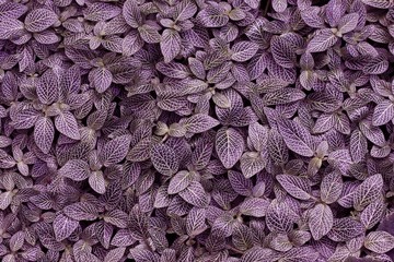 Texture v&eacute;g&eacute;tale