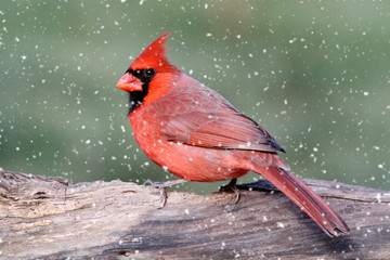 Cardinal In A Snow Storm