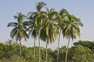 Cluster of palm trees