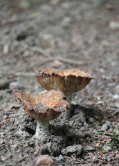 Mushrooms on a brown forest ground