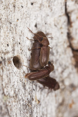 Mating woodborers (Anobiidae)