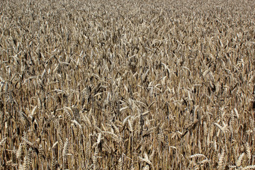 Gold wheat field