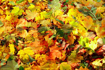 Naklejka na ściany i meble Fall orange autumn leaves on ground background