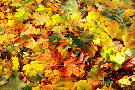 Fall orange autumn leaves on ground background