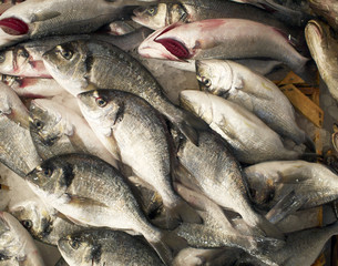 Silver sea breams fish laid at the local market