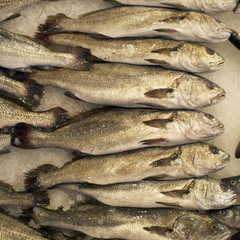 Grey weakfish laid at the local market, closeup