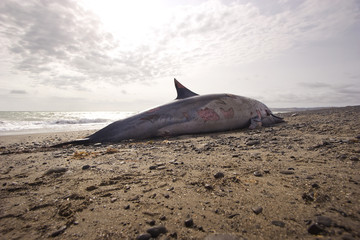 Dead Dolphin 06
