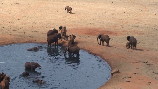 Elefantenherde am Wasserloch