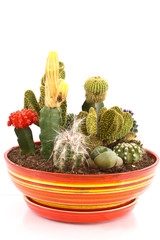 collection of cacti