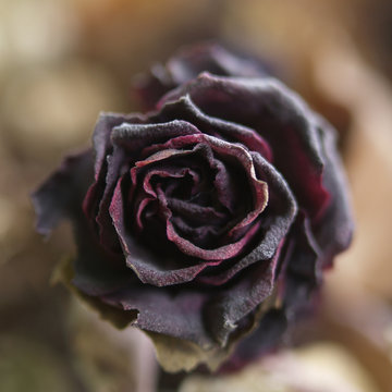 black rose