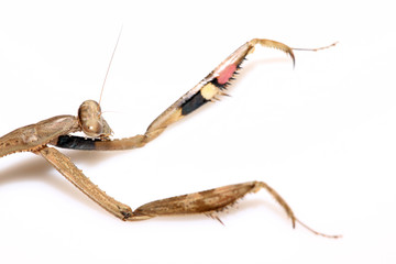 a mantis, its paws have colored stripes