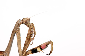 a mantis, its paws have colored stripes