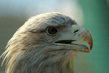 Golden Eagle