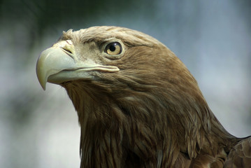 Golden Eagle