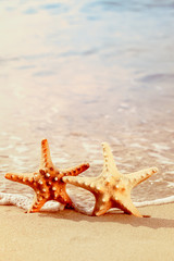 Two starfish on a beach