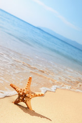 Fototapeta na wymiar Starfish on a beach