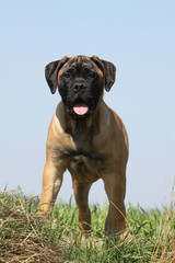 molosse debout de face