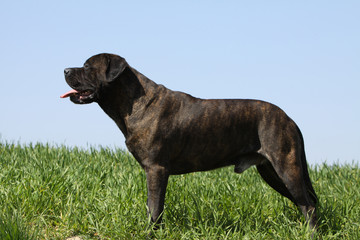 bullmastiff en position standard