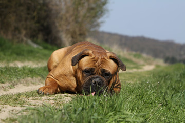 bullmastiff - molosse - big dog