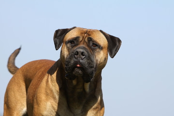 Fototapeta premium étrange regard du bullmastiff