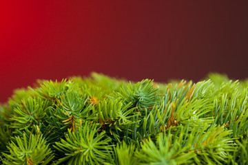 branch of Christmas tree on red