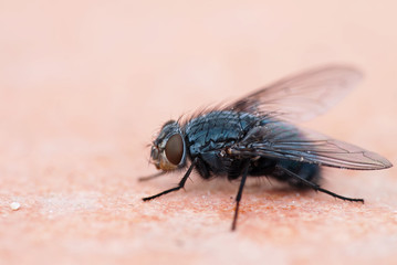 Common housefly with crumbs on worksurface
