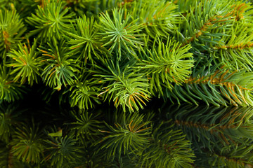 branch of Christmas tree with reflection