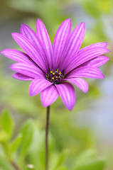 Fototapeta premium Purple daisy