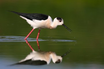 Black winged stilt