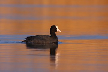 Coot