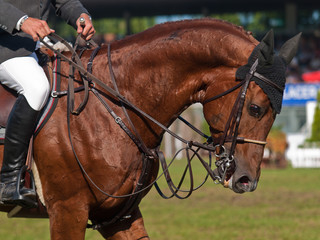 Obraz premium Jinete a caballo