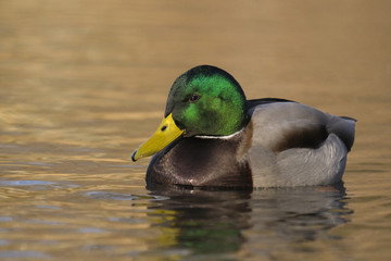 Mallard