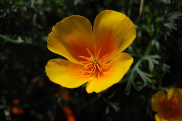 Fototapeta premium Fleur