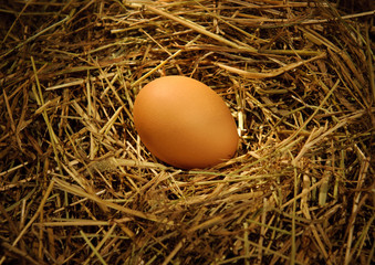 One chicken eggs in the nest