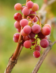 Grapes