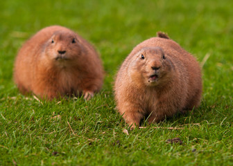 A pair of Black Tailed Prairie Dog (Cynomys ludovicianus)