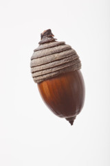 seed(acorn)_002
