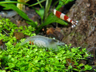 Obraz premium crevette boule de neige