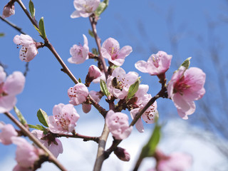 peach
