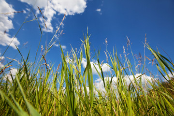 Obraz premium Grass