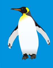 King Penguin (Aptenodytes patagonicus)