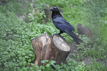 Blackbird