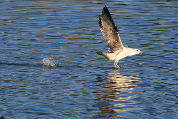 Goéland de la Véga juvénille (Larus vegae)